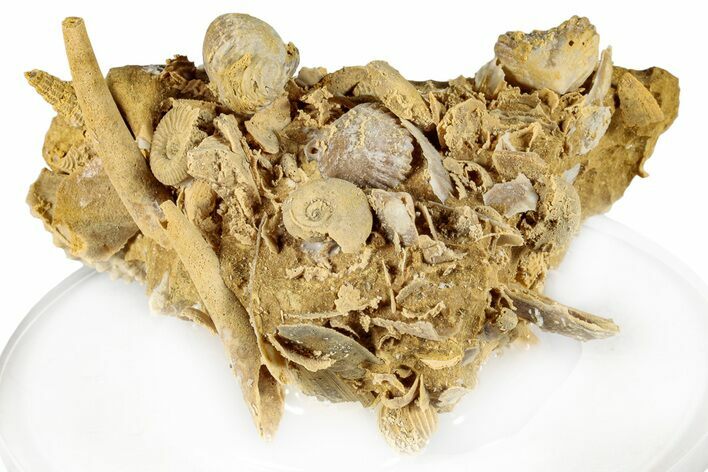 Miniature Fossil Cluster (Ammonites, Scaphopods) - France #276237